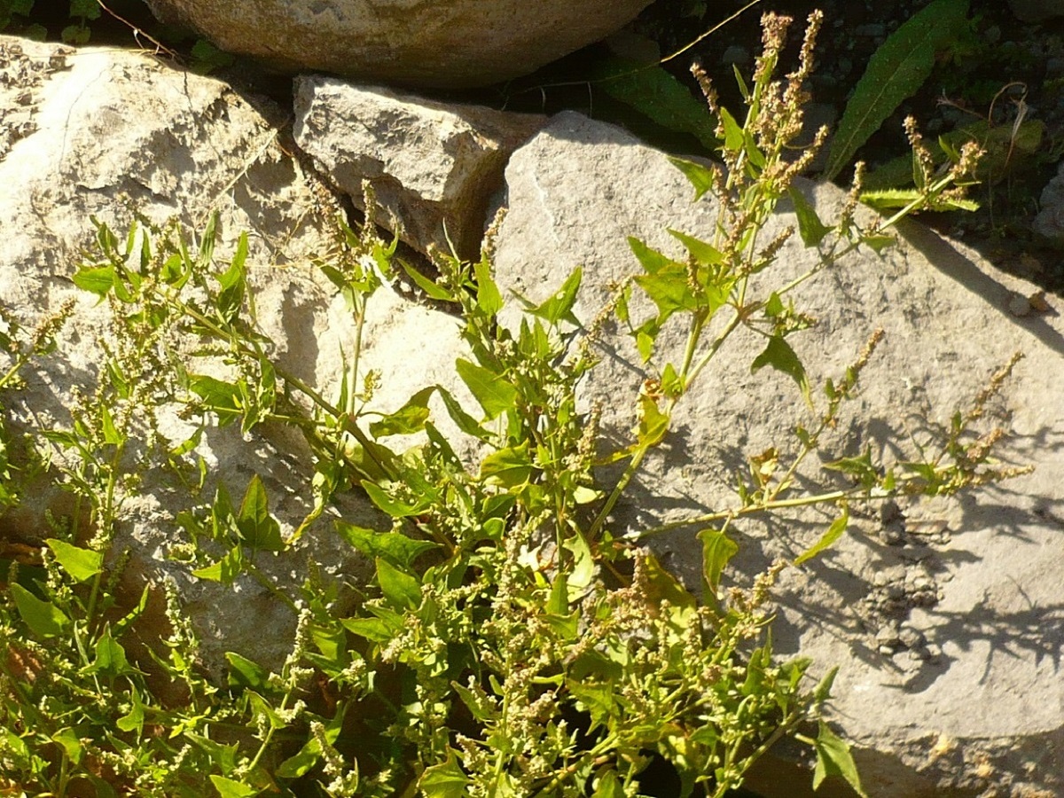 Atriplex prostrata (Amaranthaceae)